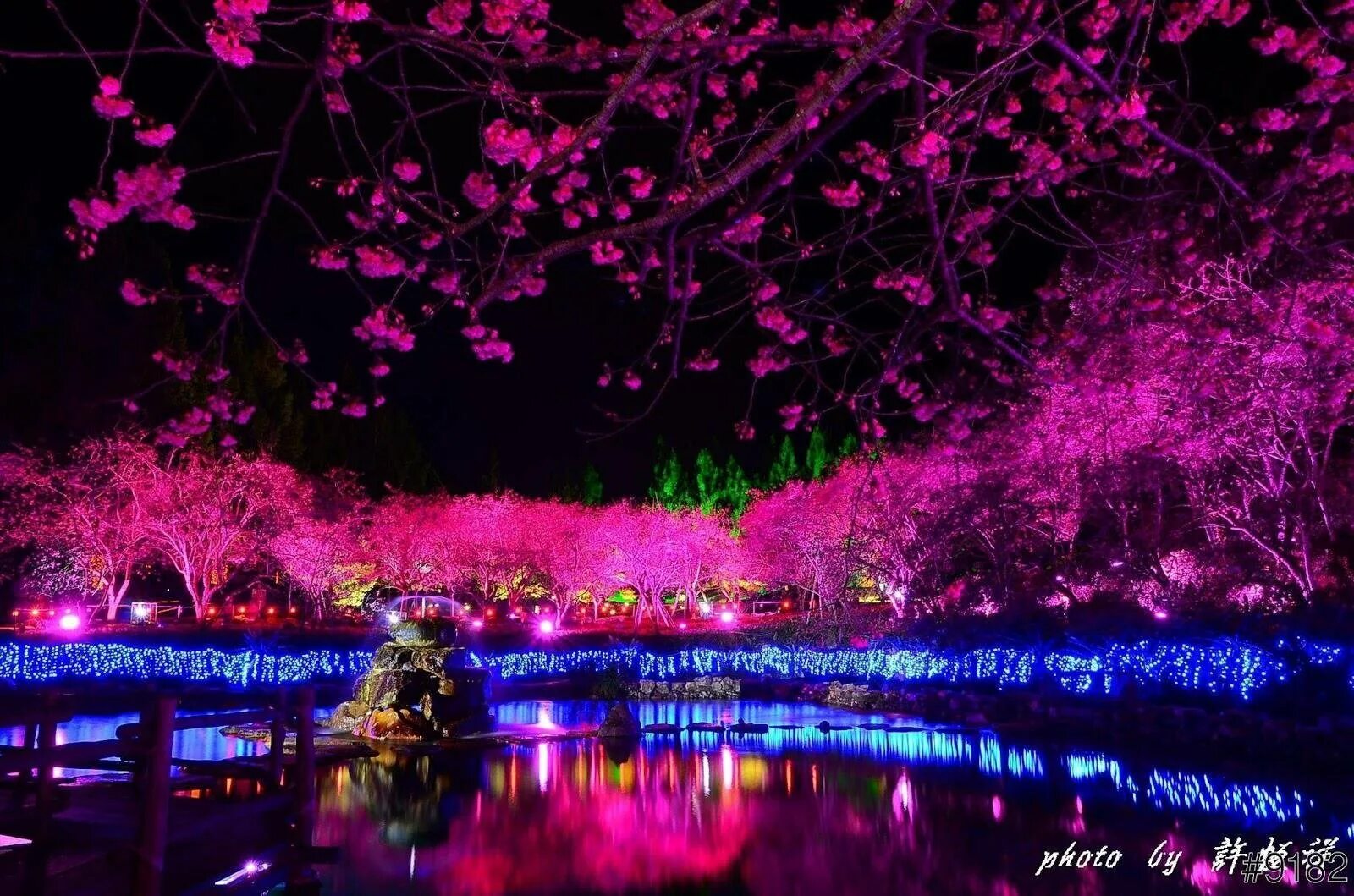 Сакура ночью. Черри блоссом ночь. Гуанчжоу цветение Сакуры. Сакура Япония ночью. Токио Сакура.