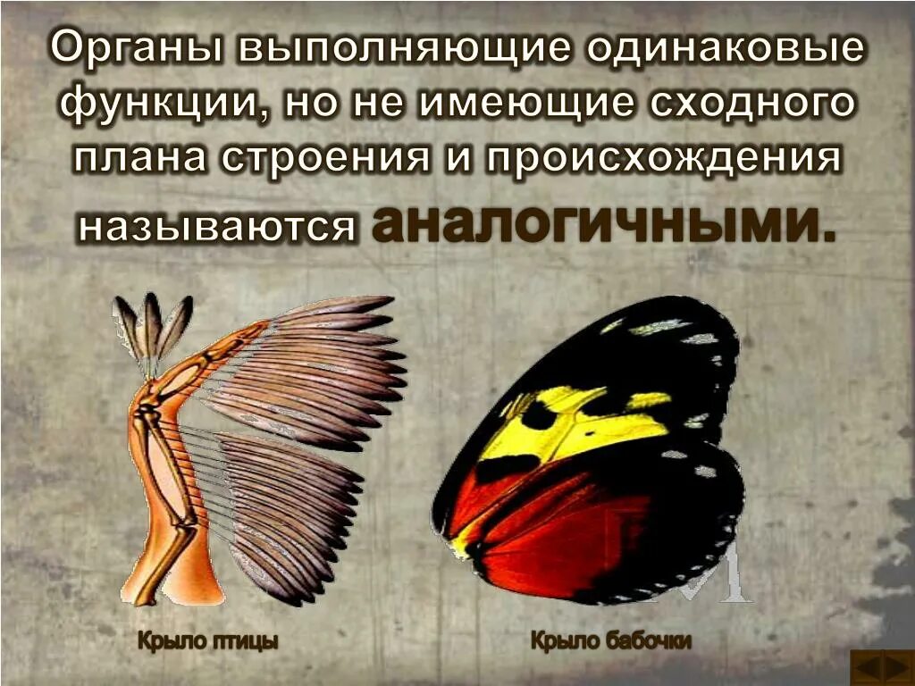 Оборудования для исследования строения крыла бабочки. Органы выполняющие одинаковые функции. Строение крыла бабочки. Орган и выполняемая функция. Органы имеющие Разное происхождение и внутреннее строение.