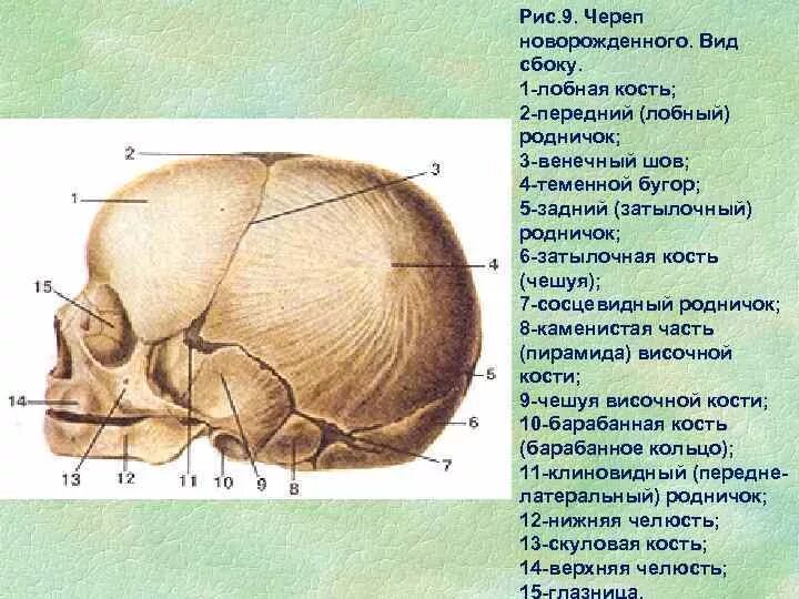 Лобная теменная затылочная кость. Кости черепа новорожденного роднички. Швы и роднички черепа анатомия. Основание черепа вид сбоку.