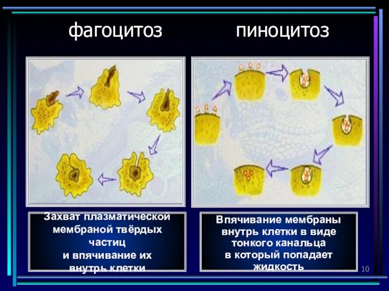 Захват мембраной клетки твердых частиц