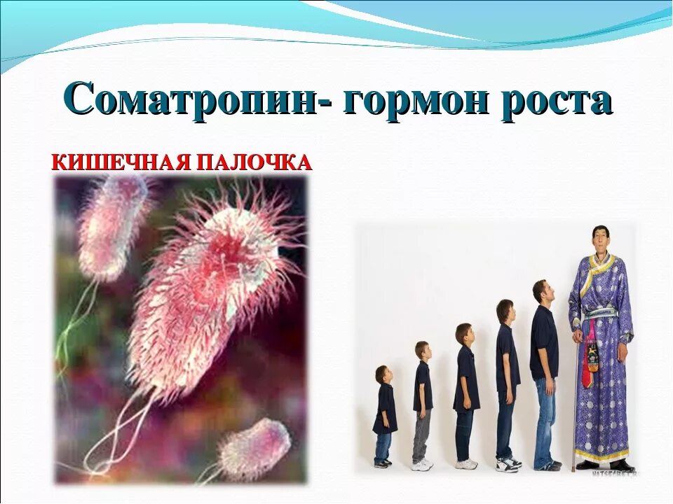Гормон роста образуется в. Гормон роста. соматропин гормон. человеческий гормон роста. соматотропин генная инженерия.