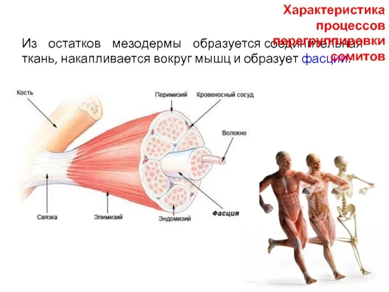 Соединительная ткань из мезодермы. Соединительная ткань мышцы. соединительная ткань вместо мышц. повреждение мышц и соединительных тканей. в соединительной или мышечной ткани.