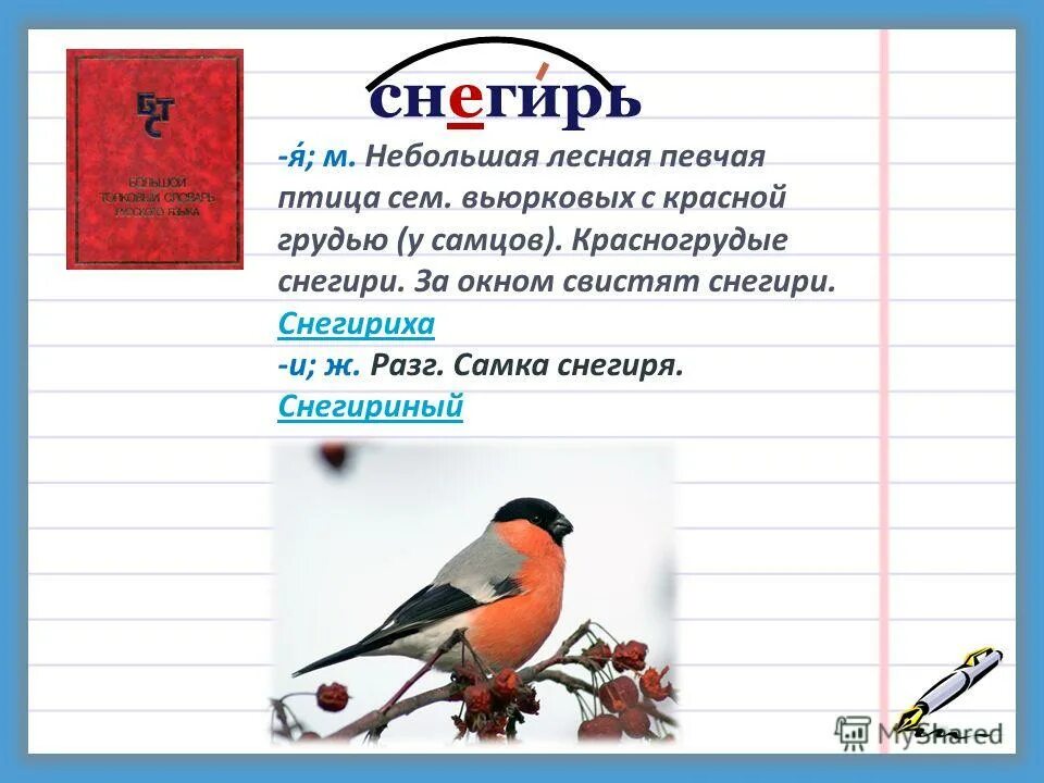 Снегирь словарное слово. Сочинение про снегиря. Описание снегиря для сочинения. Словарная работа Снегирь.