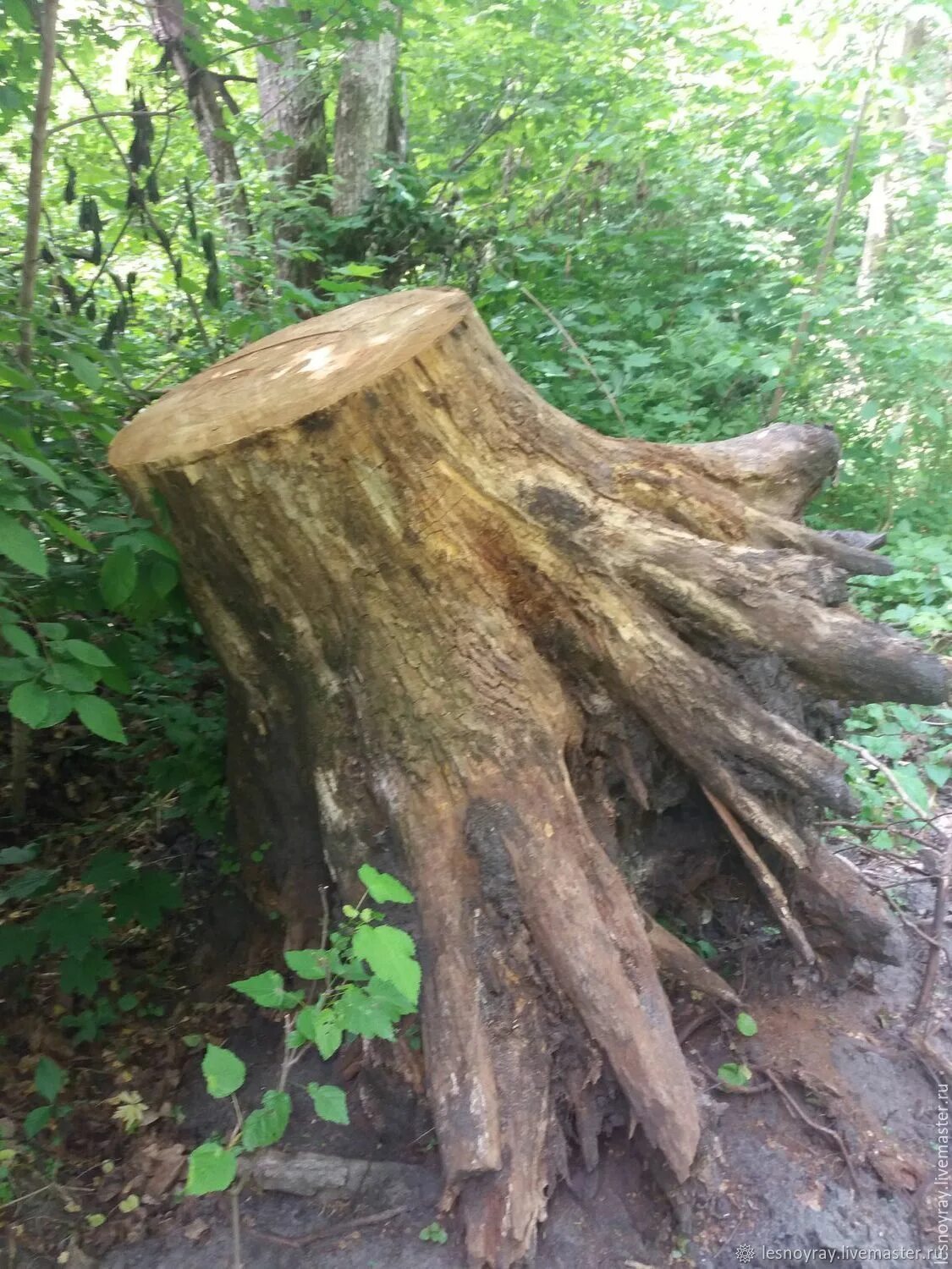 дуб черешчатый корень. корневая система деревьев. вяз обыкновенный корни. досковидные корни вяза. нанму дерево.