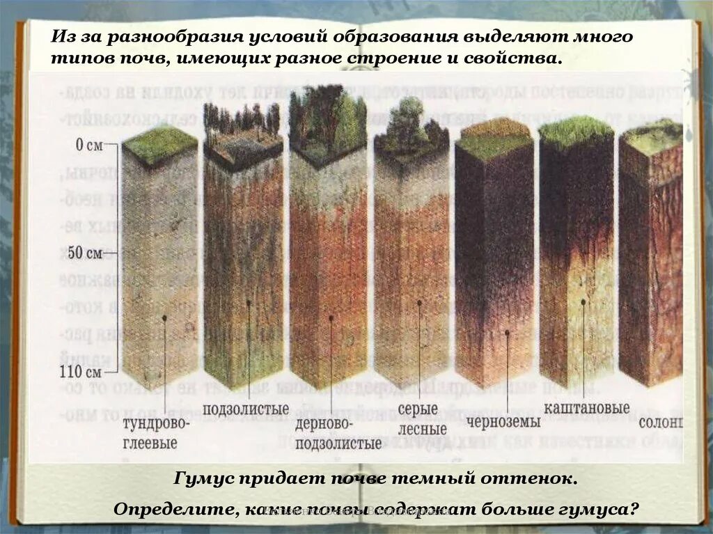 Разнообразие почв 4. Содержание гумуса в дерново-подзолистых почвах. Количество гумуса в подзолистых почвах. Содержание гумуса в подзолистых почвах России. Разнообразие видов почв.