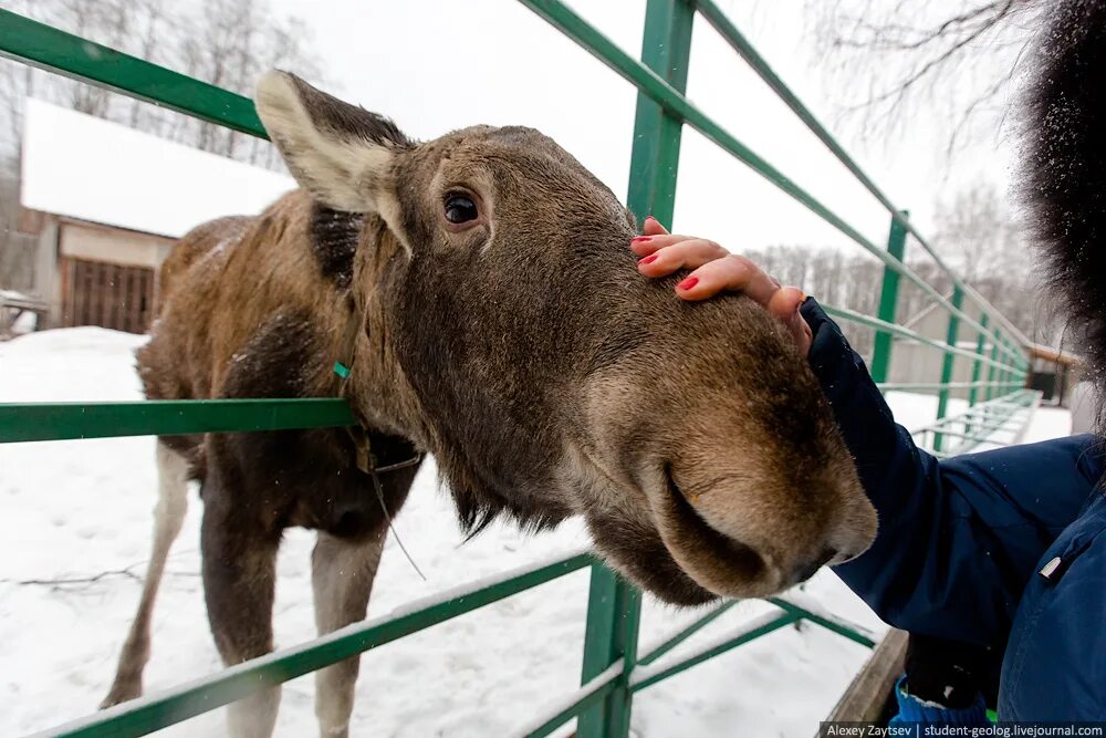 Сумароковская лосиная. Сумароковская ферма Кострома. Лосиная ферма Сумароково Кострома. Сумароковская лосиная ферма в Костромской. Лосеферма Сумароково Кострома.