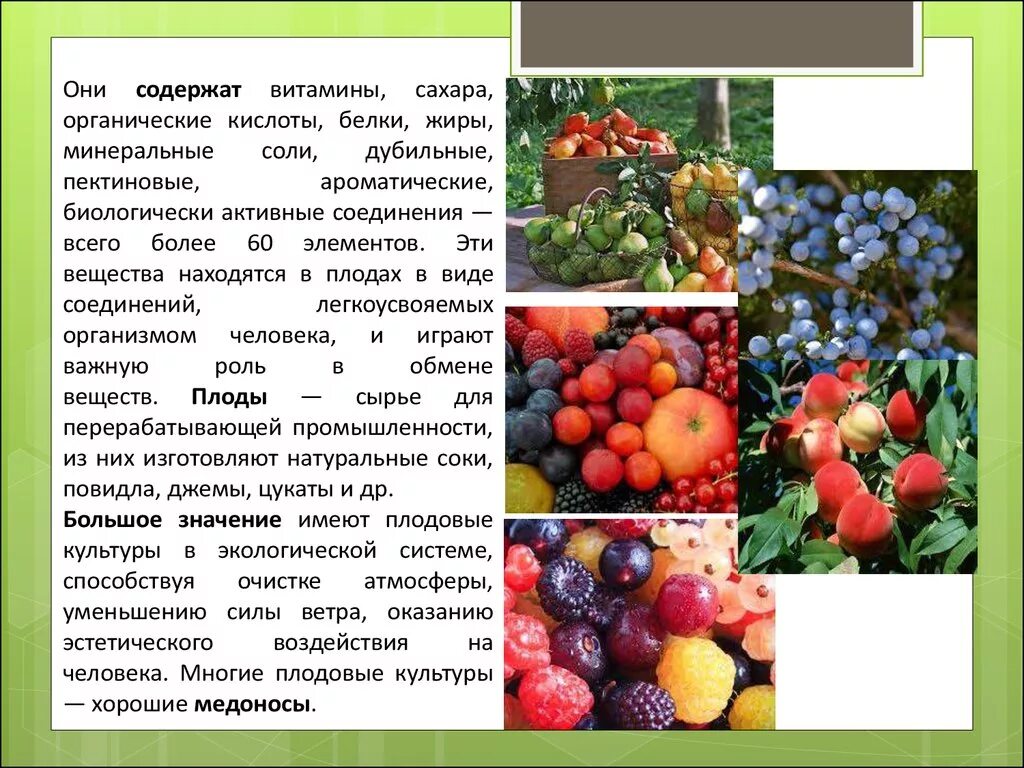 Дубильные вещества. Растения содержащие дубильные вещества. Дубильные вещества в продуктах. Органические дубильные вещества. Дубильные растения примеры