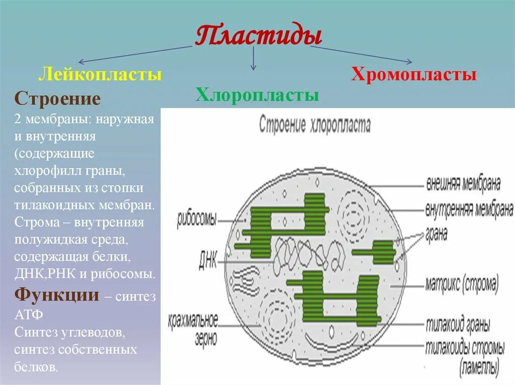 Что содержат хлоропласты. Пластида строение с ДНК. Хлоропласты строение и функции. Пластиды хлоропласты строение. Пластиды строение РНК.