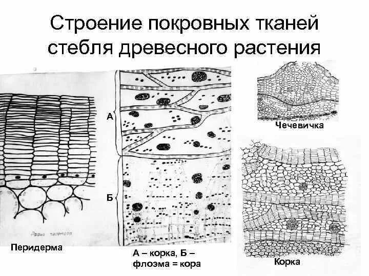 Покровная строение и функции. Ткани растений покровная ткань рисунок. Покровная ткань растений рисунок строение. Покровные ткани растений схема. Строение покровной ткани растений.