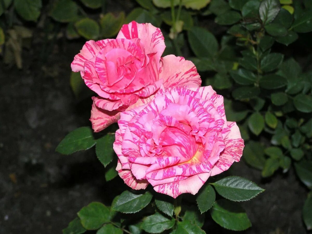 сорт розы пинк интуишн. пинк интуишн. пинк интуишн. пинк интуишн. пинк интуишн.