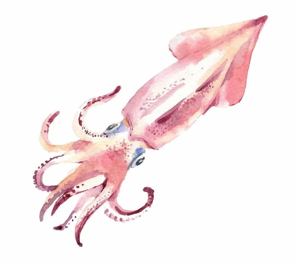 Кальмар-поросёнок (Helicocranchia pfefferi). Кальмар рисунок. Кальмар плывет. Кальмар акварель. Игра в кальмара squid