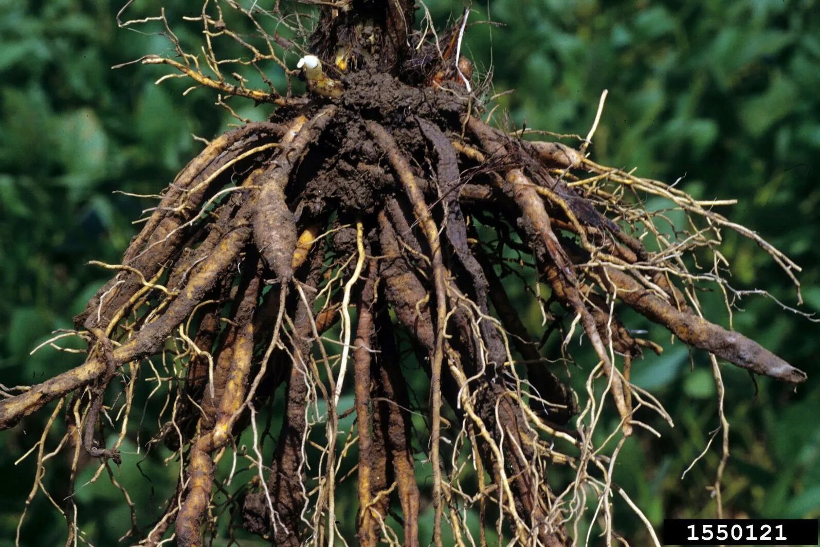 Корень корневище корнеплод. Корневище тифониума. Корешок растения. Planting the roots