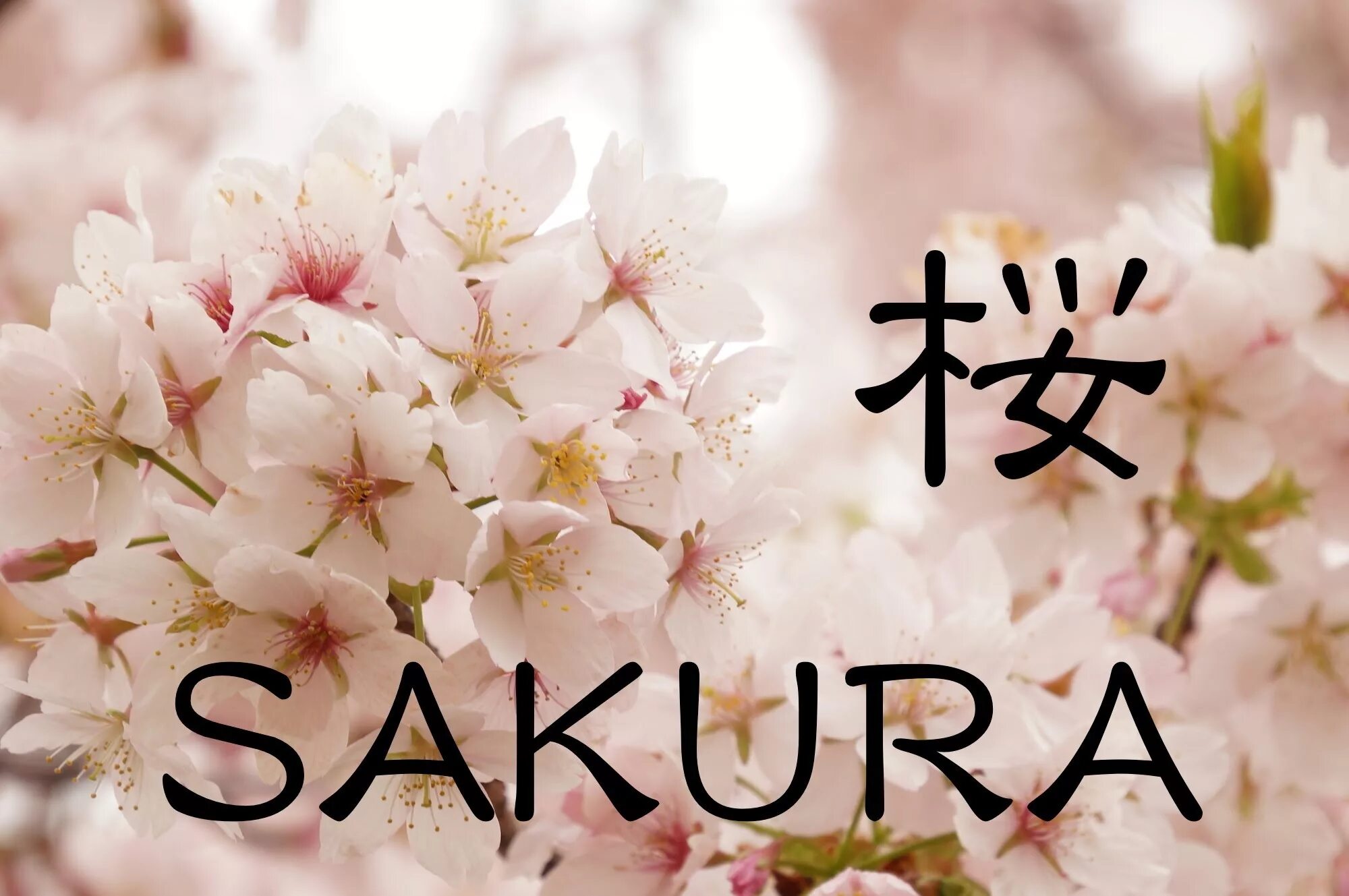 Сакура на английском. Сакура надпись. Сакура имя. Японская Сакура. Иероглиф Сакура.