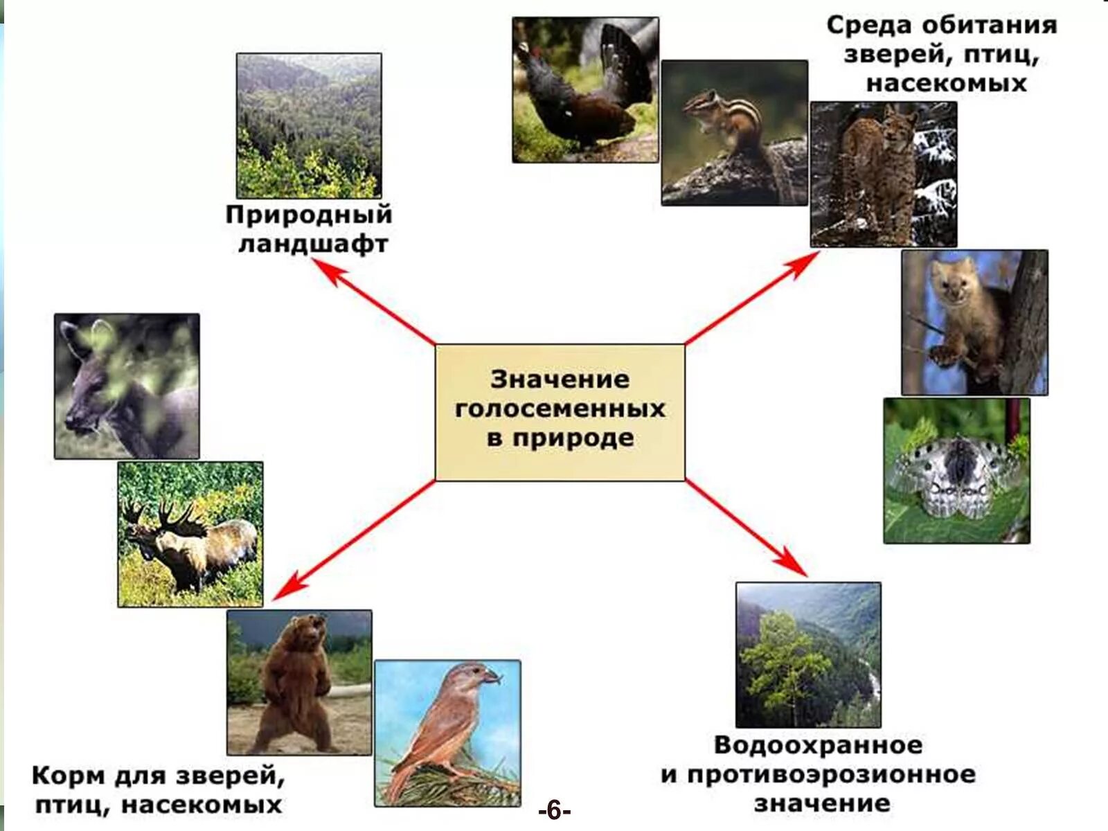 Схема значение голосеменных растений. Роль голосеменных растений в жизни человека. Значение голосеменных в природе и жизни человека. Значение голосеменных растений в природе и жизни человека.