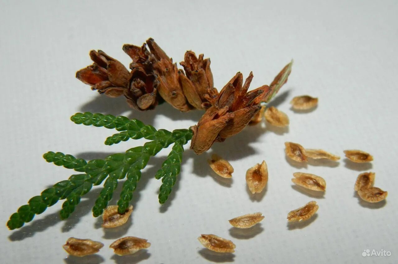 смарагд семена. туя складчатая atrovirens. смарагд семена. туя западная смарагд чупа-чупс. туя западная smaragd.