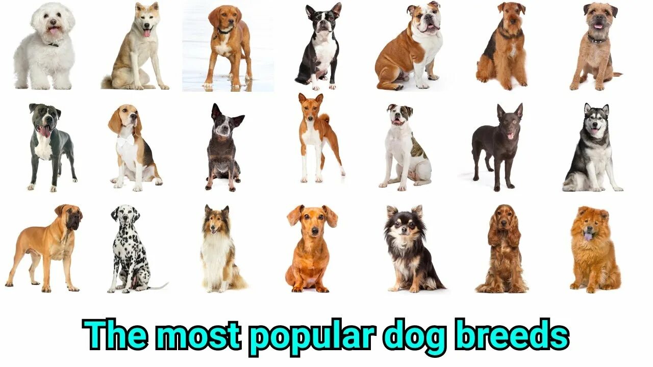 The Dog Different Dog Breeds Infographic Chart 18"x28" (45cm/70cm) Poster Dog br