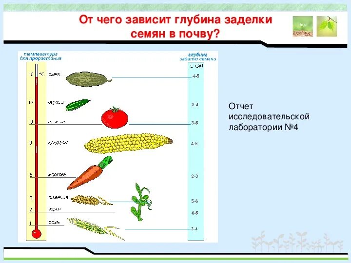 Глубина заделки семян огурцов. Глубина посева семян биология. Глубина заделки семян таблица. Биология 6 класс глубина заделки семян. Глубина заделки семян.