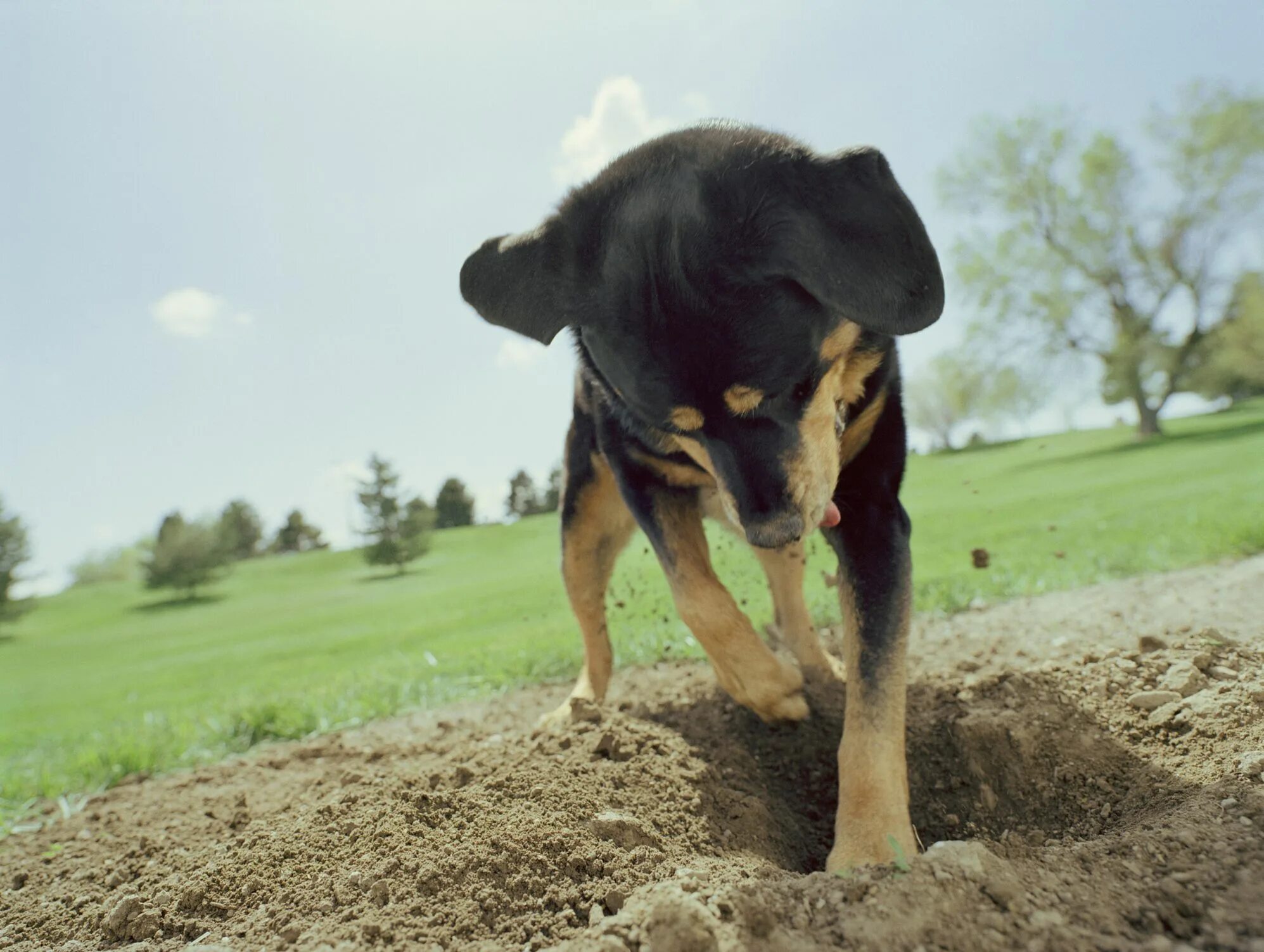 Digging глагол. Собака роет землю. Рой собака.