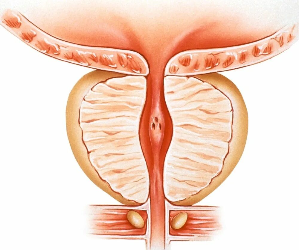 Здоровая предстательная железа. Аденома простаты анатомия. Предстательную железу на картинке. Предстательная железа сок