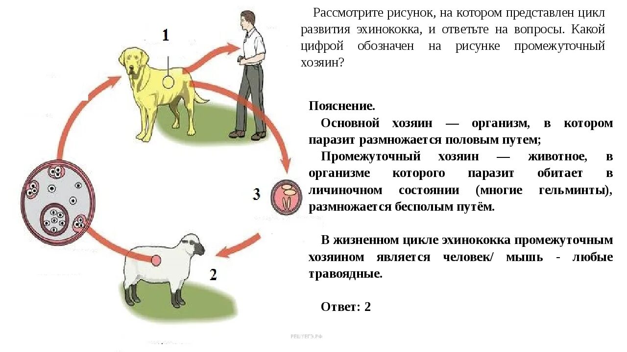 Может ли человек быть промежуточным хозяином. Жизненный цикл эхинококка схема. Эхинококк Echinococcus granulosus жизненный цикл. Цикл развития эхинококка промежуточный хозяин. Основной и окончательный хозяин эхинококка.