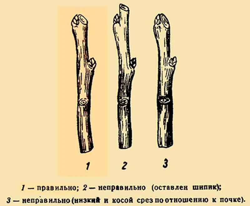 Срез на кольцо. Обрезка на почку схема. Срез почки. Срез на почку рисунок. Правильный срез на почку.