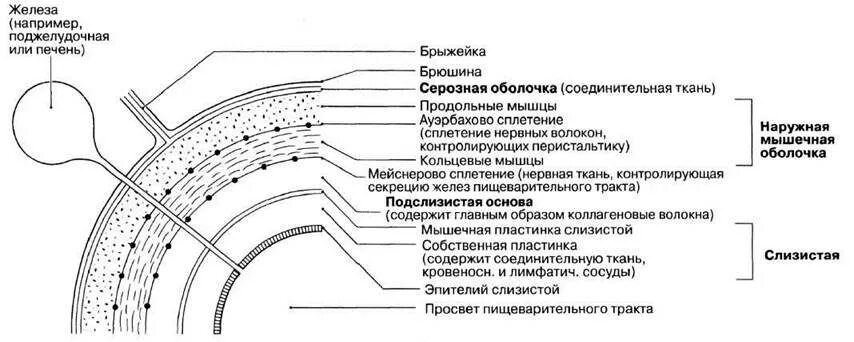 Кольцевой слой. Строение стенки пищеварительной трубки анатомия. Строение оболочек кишечной трубки. Функции подслизистой оболочки пищеварительного тракта. Строение стенки кишечной трубки.