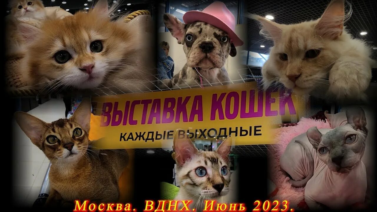 Выставка кошек в сокольниках презентация. Выставка кошек в сокольниках. Выставка кошек вднх. Выставка кошек в москве 2022. Выставка кошек в санкт-петербурге.
