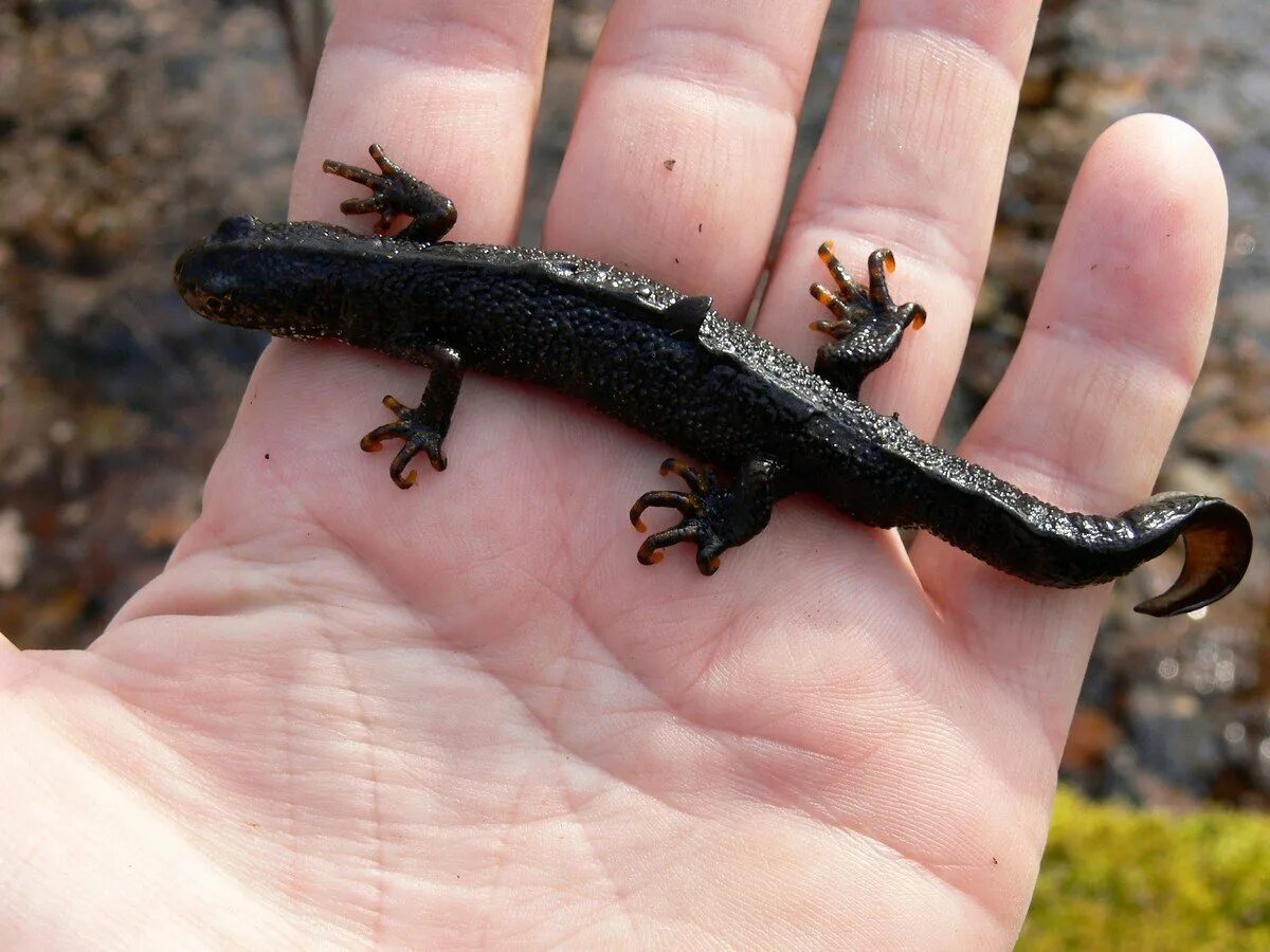 Тритон земляной. Тритон обыкновенный черный. Кавказский обыкновенный тритон. Желтобрюхий тритон. Тритон гребенчатый (ящерица).