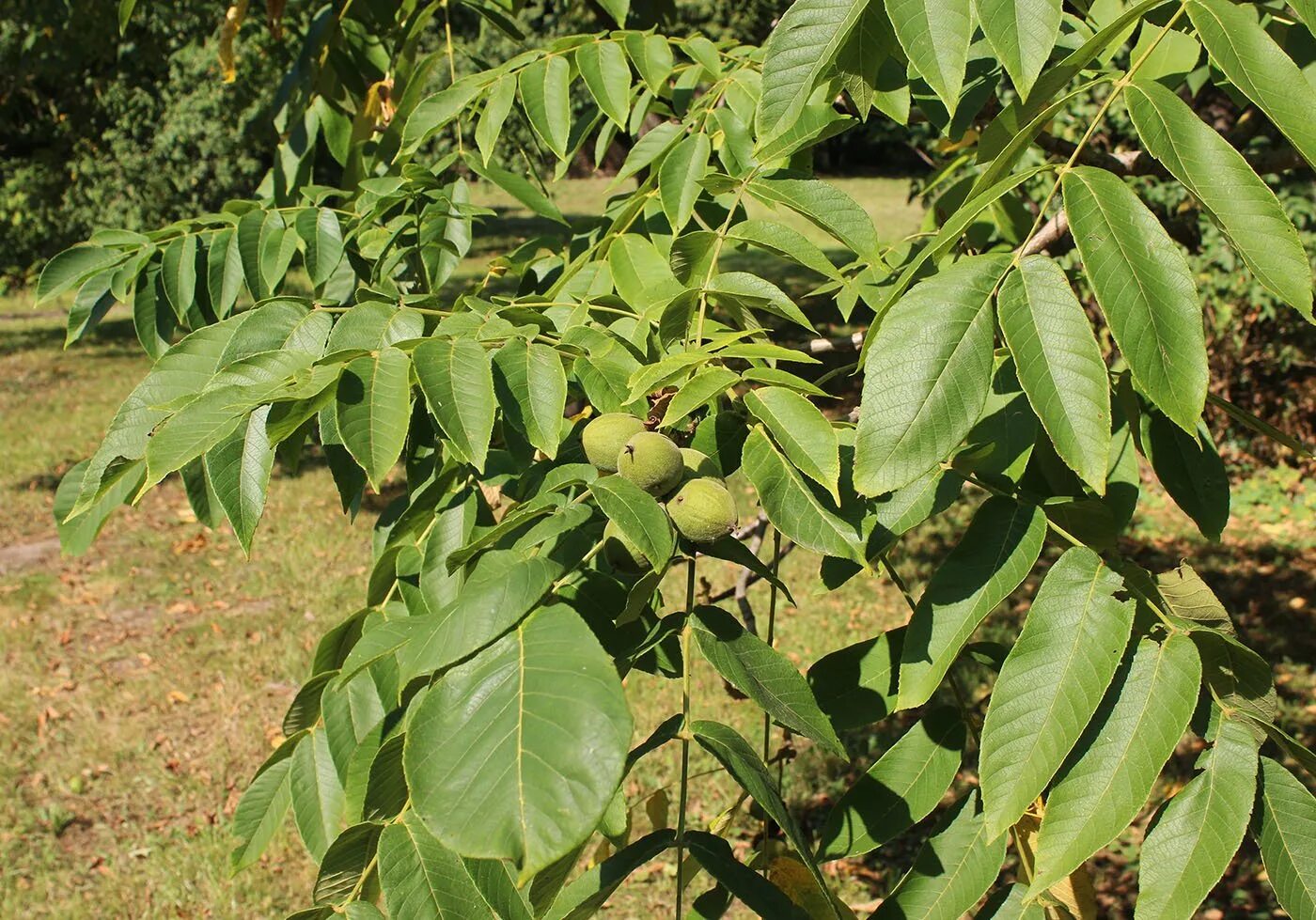 Орех маньчжурский(juglans mandshurica maxim). Маньчжурский (думбейский) орех. Орех маньчжурский (juglans nigra l. Орех маньчжурский (juglans nigra l. Орех маньчжурский (juglans mandshurica).