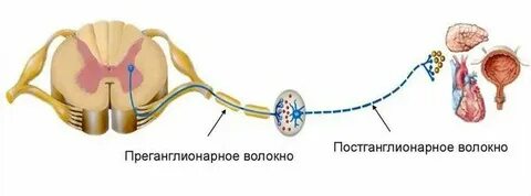 Преганглионарные волокна спинного мозга образованы