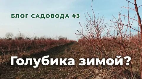 Блоггер садовод
