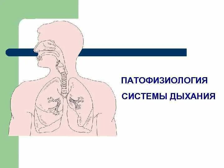 Дыхание л мин. Патология дыхания патофизиология. Патология системы дыхания патофизиология. Дыхательная система. Дыхательной системы патфиз.