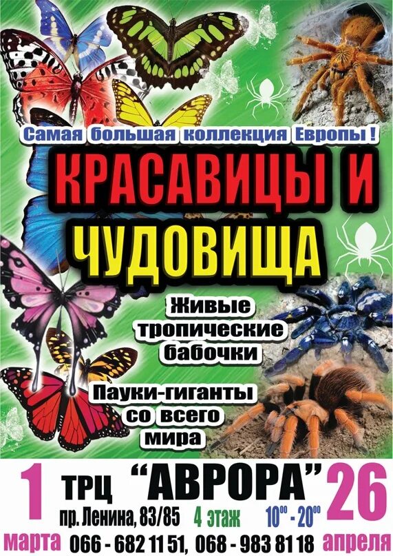 Живые тропические бабочки оренбург. Выставка живых бабочек. Шоу бабочек казань. Выставка бабочек. Выставка бабочек афиша.
