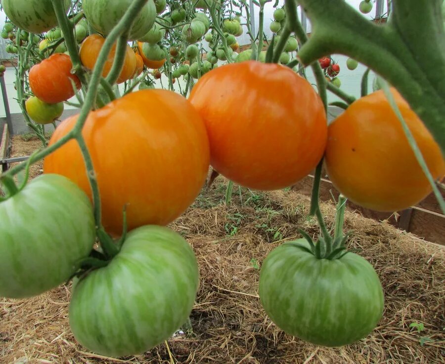 Седек томат жемчужина красная. Сорт помидор мазарини. Томат болгарский гигант. Томат черная жемчужина. Томат черная жемчужина.