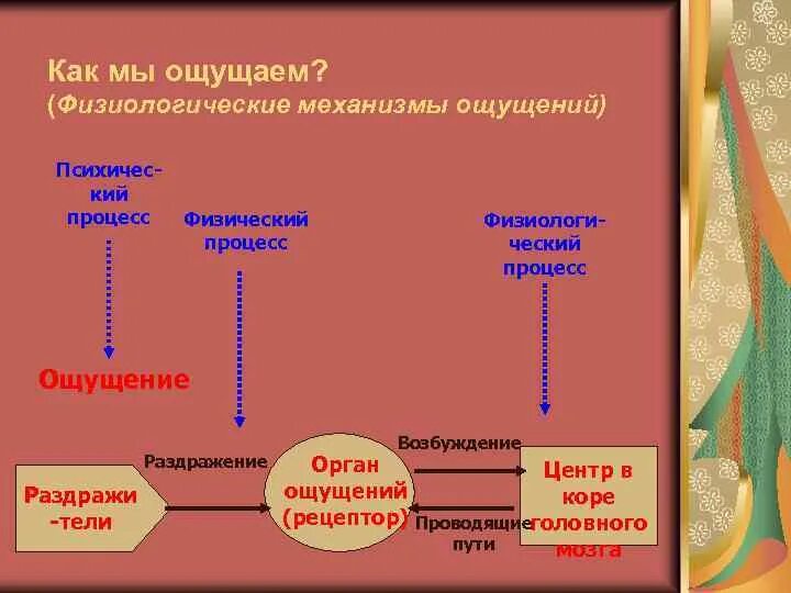 Физиологические механизмы ощущений. Каковы физиологические механизмы ощущений. Физиологические механизмы ощущений анализаторы. Психические механизмы ощущений.