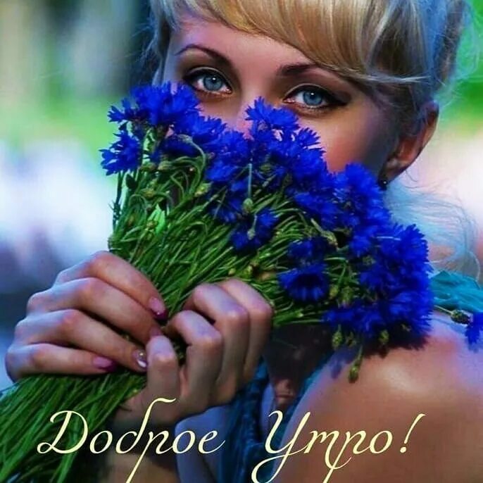 Василек махровый холодок семена. Цвет глаз василек. Поле с васильками. Цвет василек. Женщина с васильками.