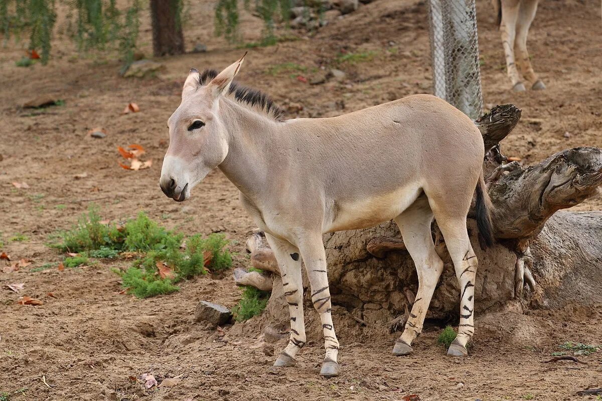 Equus africanus somaliensis. Сомали фауна. Сомалийский дикий осел. Эфиопия животный мир. Дикий осел средней центральной азии