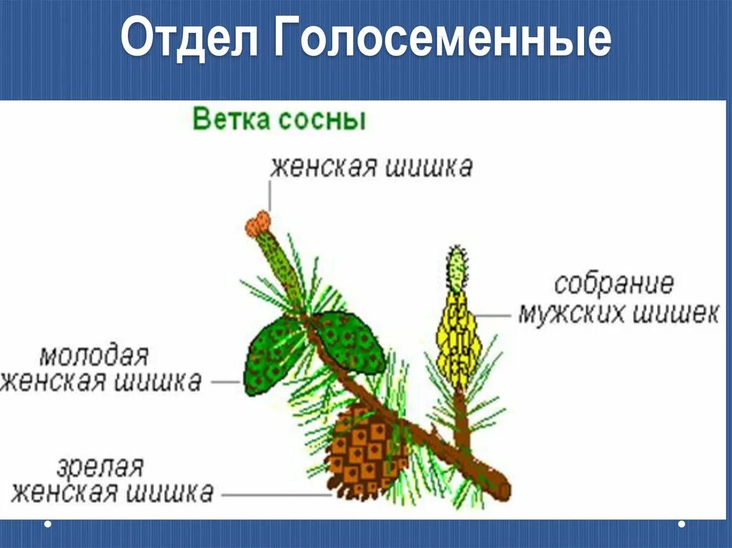 Строение и значение сосны. Строение голосеменных растений схема. строение побега сосны обыкновенной. строение побега ветки сосны. строение цветка голосеменных растений.