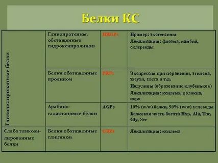 Белки в растительной клетке функции