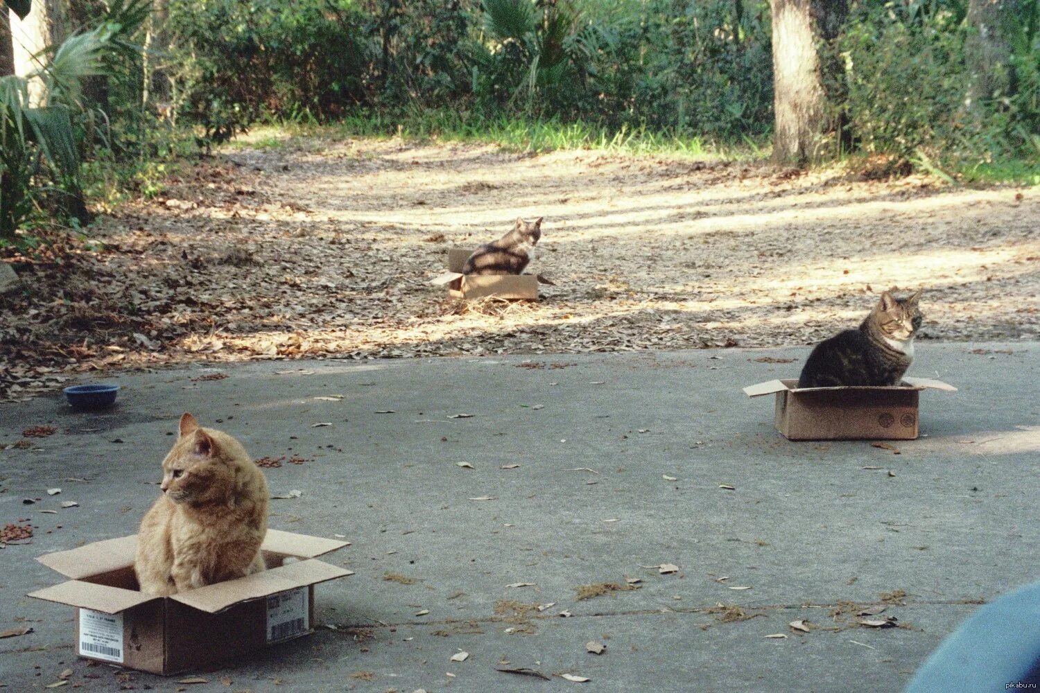 Cats не работает