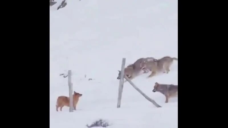 Нападение Волков на собак.