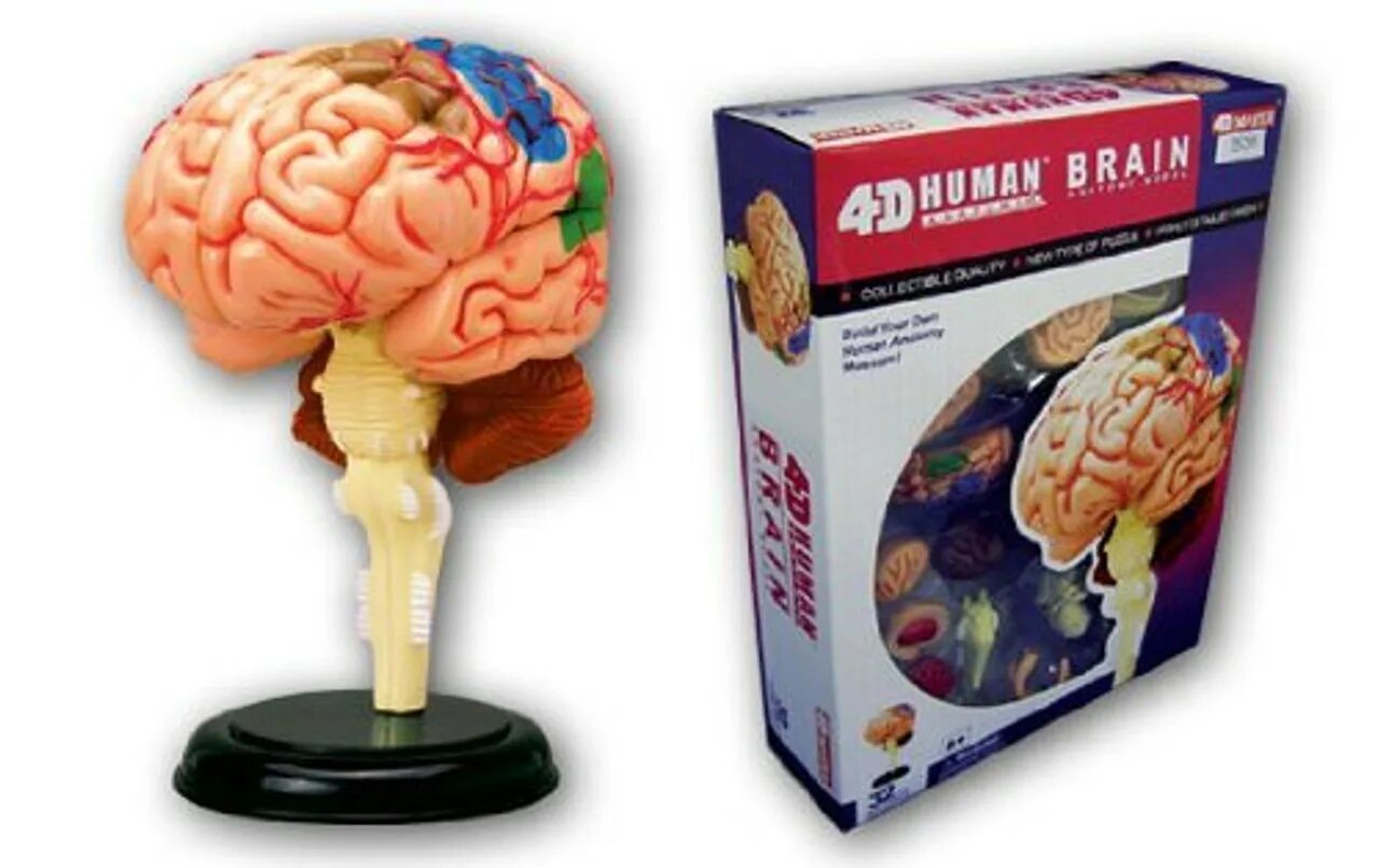 The brain 12