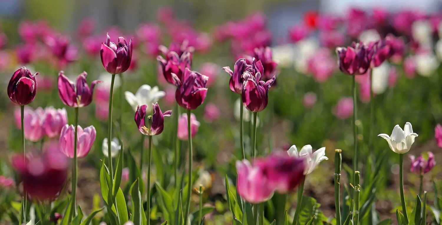 Будут ли цвести тюльпаны весной. Краснодар цветение тюльпаны. Владивосток весенний тюльпаны. Тюльпаны начало цветения. Тысяча тюльпанов.