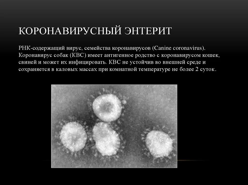 Коронавирусы какие заболевания. Коронавирусный энтерит у кошек. Коронавирус энтерита собак. Coronaviridae вирусы. Вирус коронавирус презентация.