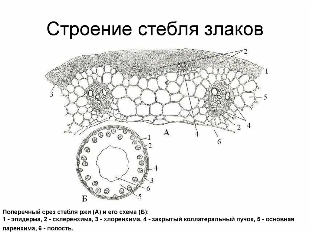 Поперечного среза стебля растения. Поперечный срез стебля Соломины ржи. Первичное Анатомическое строение стебля однодольных растений. Строение стебля однодольного растения срез. Строение стебля злака Соломины.