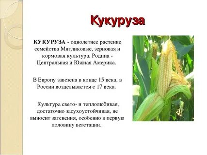 Кукуруза относится к зерновым культурам
