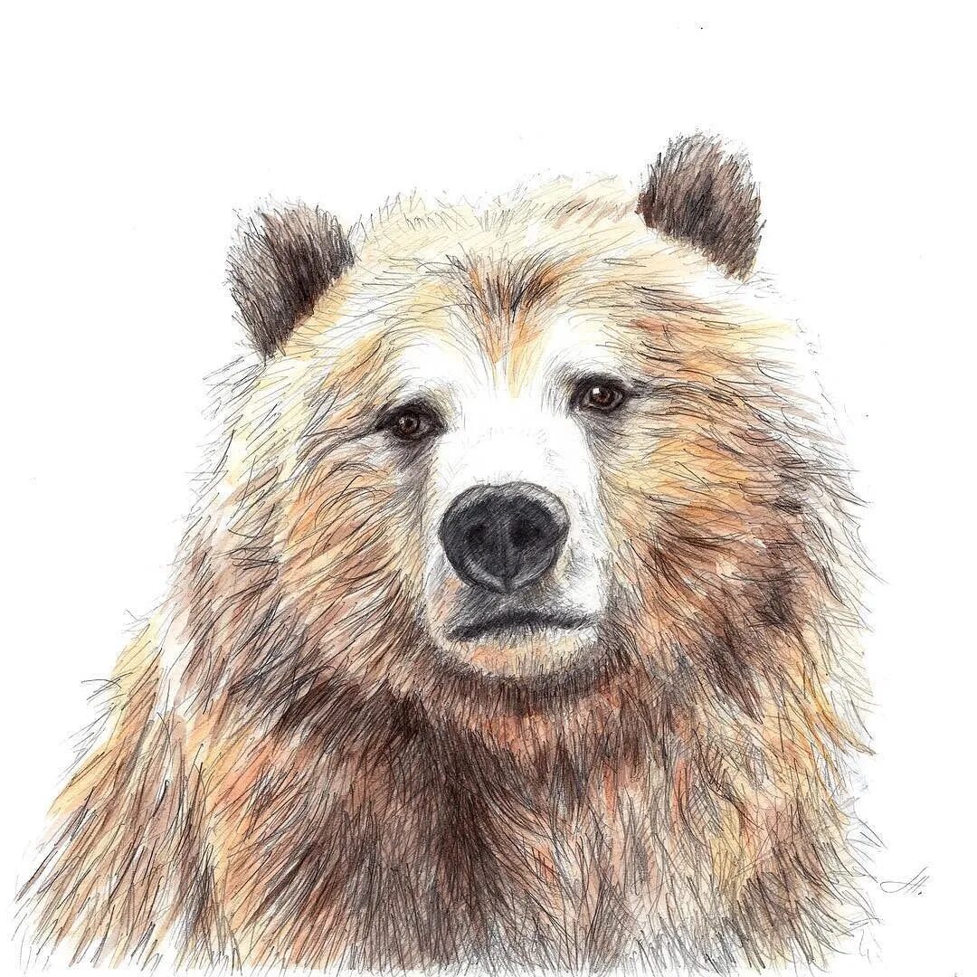 Медведь рисунок. Медведь акварелью. МЕДВЕТ ресунк. Рисование морды медведя.