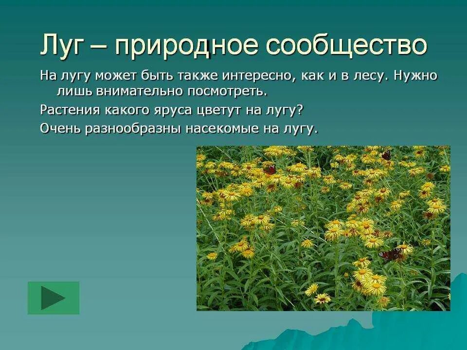 Доклад на тему природное сообщество. Растения растущие на лугах. Дег природное сообщество. Природное сообщество луг. Презентация на тему луг.