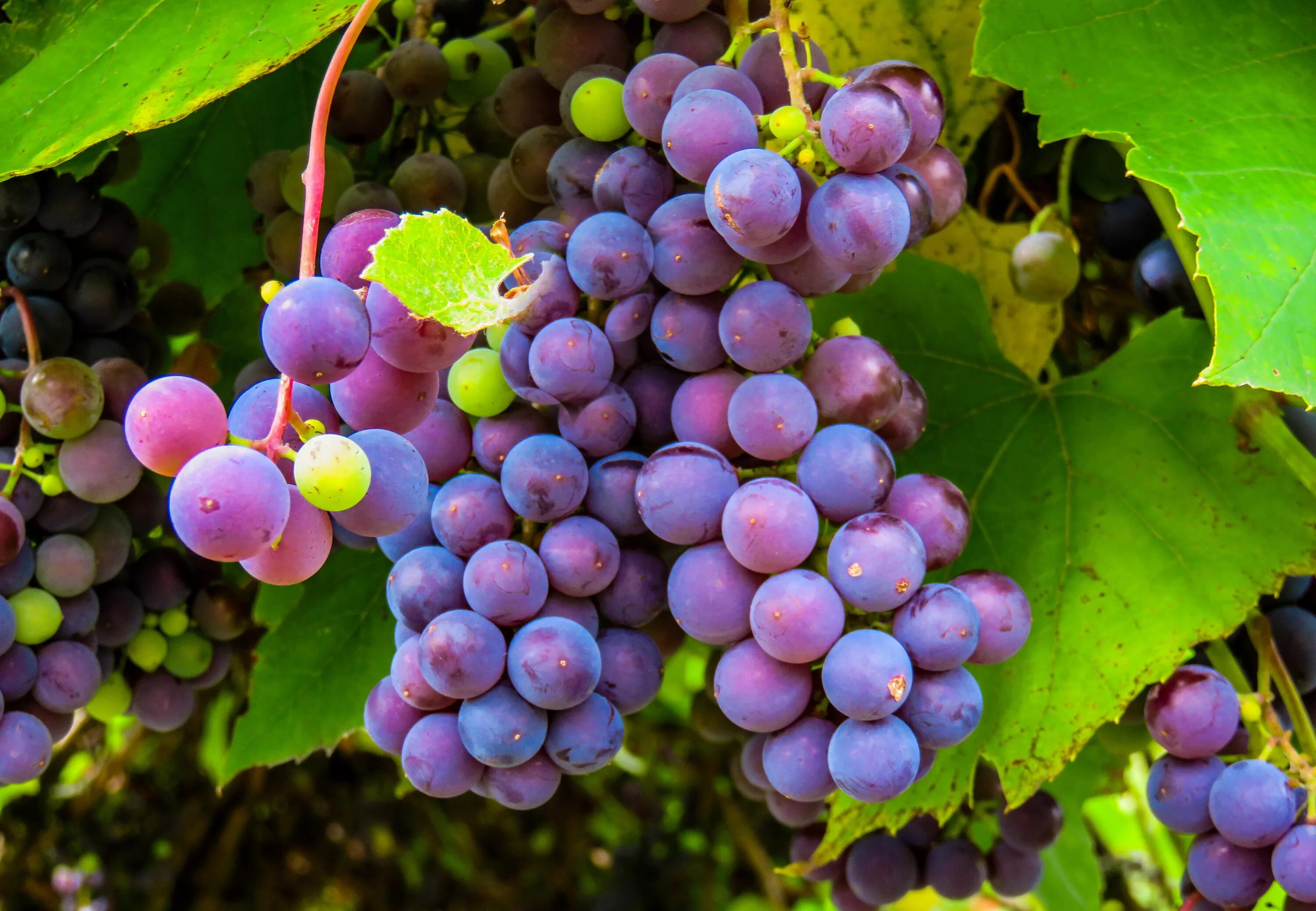 Применения винограда. Виноград Vitis.
