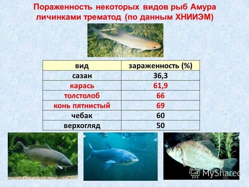 таблица симптомов болезней аквариумных рыб. какая рыба лечит. фактор заражения описторхозом:. форель радужная мор максифиш. какая рыба лечит.